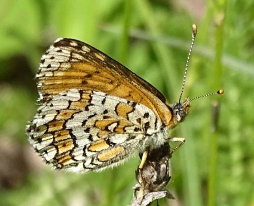 Réf. 205 095 : Melitaea cinxia